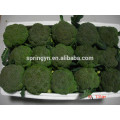 Fresh Broccoli_ Good Quality